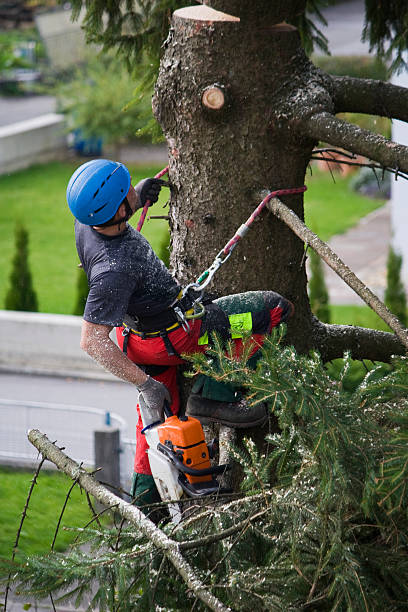 Reliable Galeville, NY  Tree Services Solutions